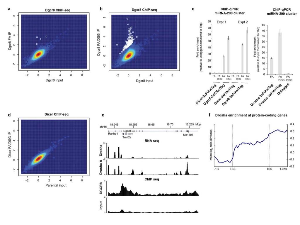 Supplementary Figure 2 DSG cross-linking dramatically improves sensitivity of Microprocessor ChIP-sequencing. a, Scatter plot comparing Dgcr8 chromatin binding to input sample.