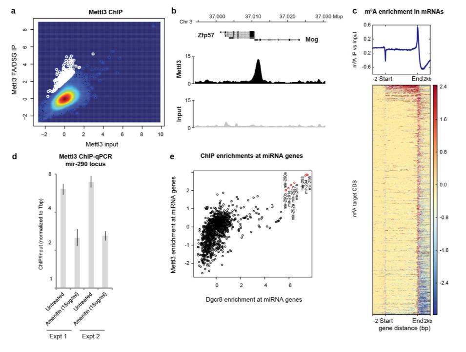Supplementary Figure 3 Mettl3 binding to chromatin, including mirna-encoding loci, is dependent on transcription. a, Scatter plot comparing Mettl3 chromatin binding to input sample.