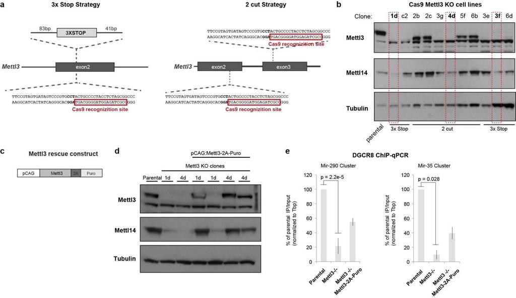 Supplementary Figure 4 Generation of Mettl3 KO mes lines using CRISPR-Cas9.