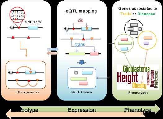 Leveraging eqtl II eqtl co-localize with disease loci identified in GWAS, indicating a