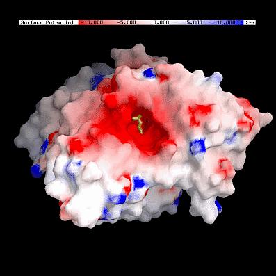 Molecular surface of acetyl choline esterase molecule (structure by Sussman et al.) color coded by electrostatic potential.