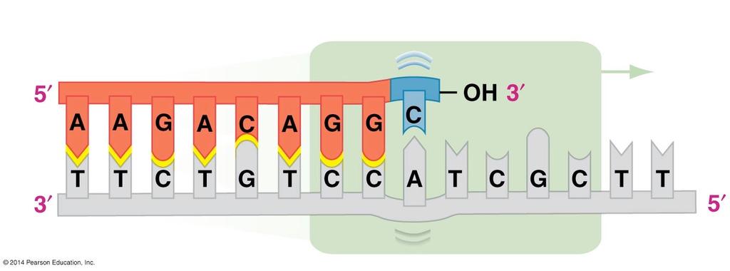 Proofreading (a DNA polymerase s backspace key ): an example of 3 5 exonuclease activity If this exonuclease activity