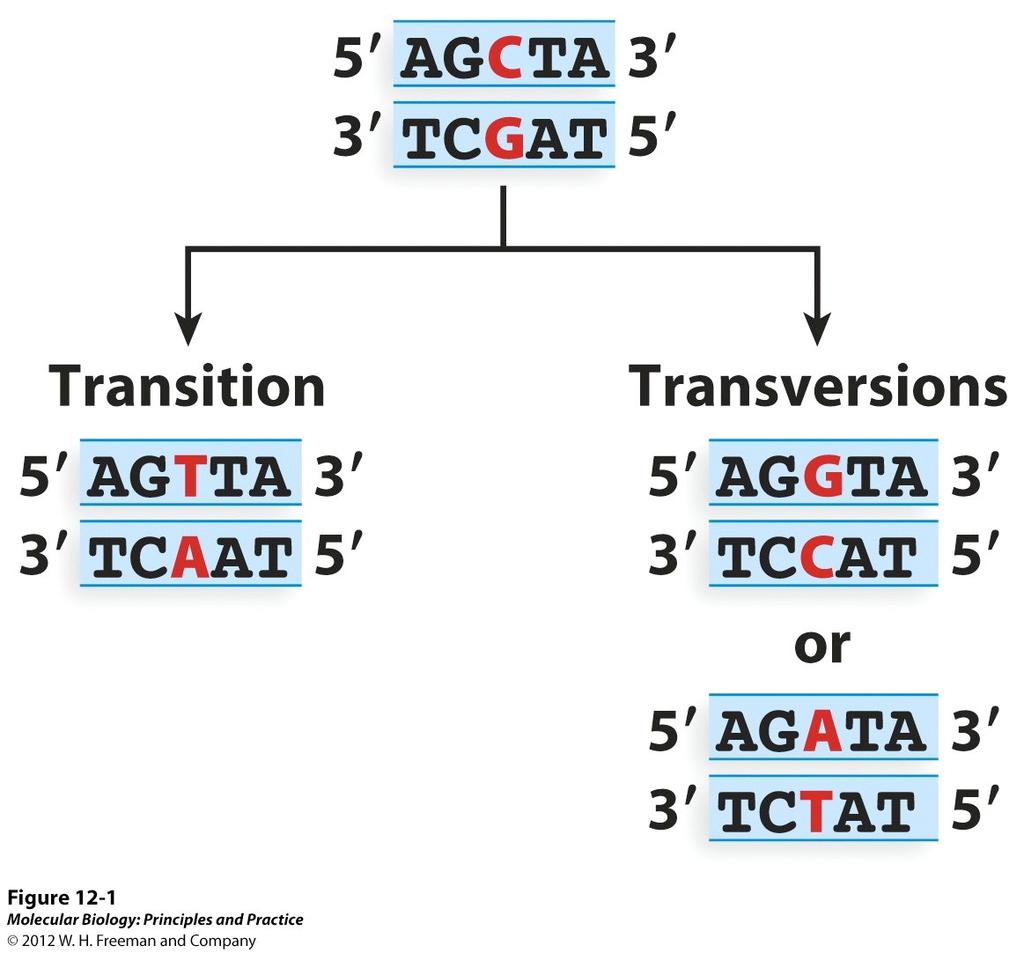 Base substitution mutations Replace one base pair with another, e.g.