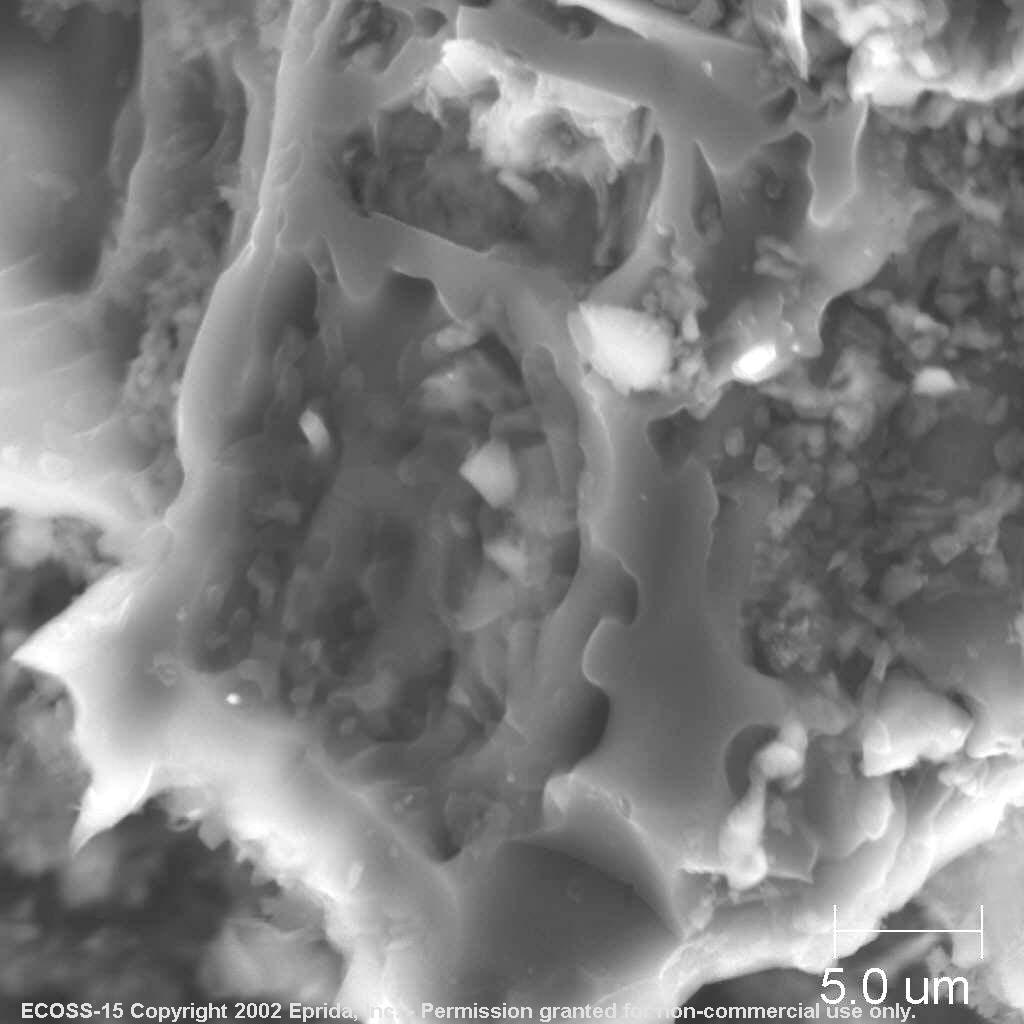 Crushed Interior 2000x SEM The residual cell structure of the