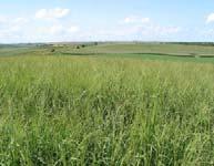 Bioenergy A New Chance for Native Grasses? Renewable, farmer-grown fuel Replace fossil fuels Reduces GHG Economic opportunity for rural Midwest.