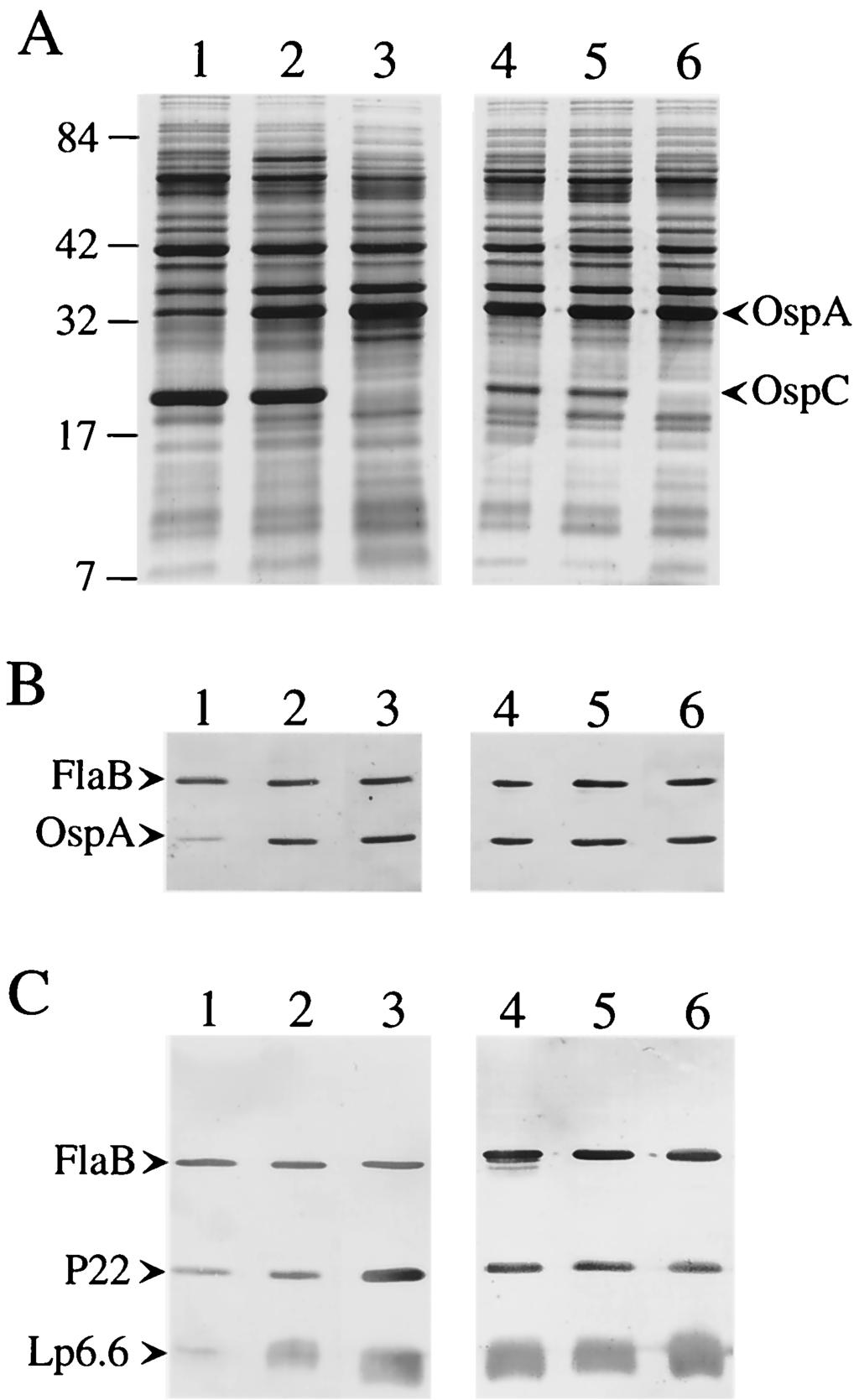 VOL. 69, 2001 NOTES 4161 FIG. 3. Northern blot analysis of the expression of ospab, flab, and ospc in B.