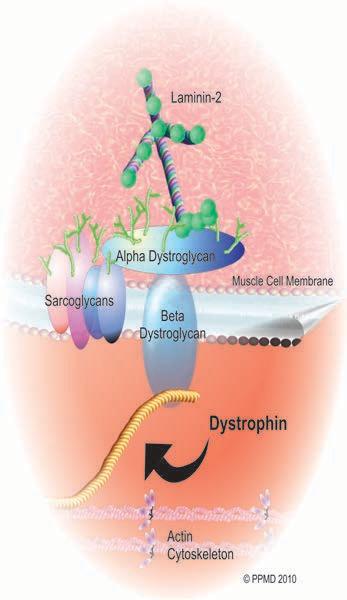 dystrophin protein