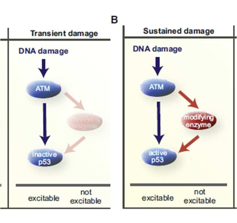Basal Response Exogenous DNA