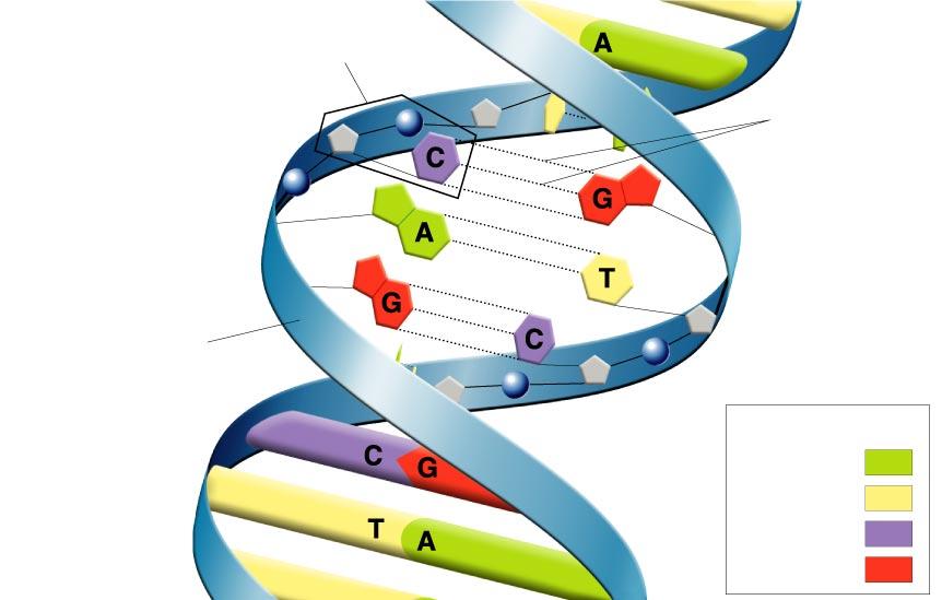 Structure of DNA- nucleotides are building blocks Nucleotide Hydrogen bonds