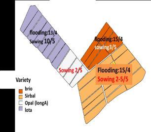 This variability can be due to different factors: differences in soils, fertilization, variety but also due to variation in the sowing and flooding dates as shown in figure 6b.