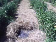 fertility, improvement Consider the soil test Organic matter is important Soil preparation,