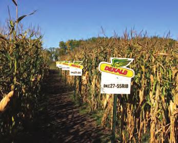 DEKALB hybrids and varieties are tested for you, by you.