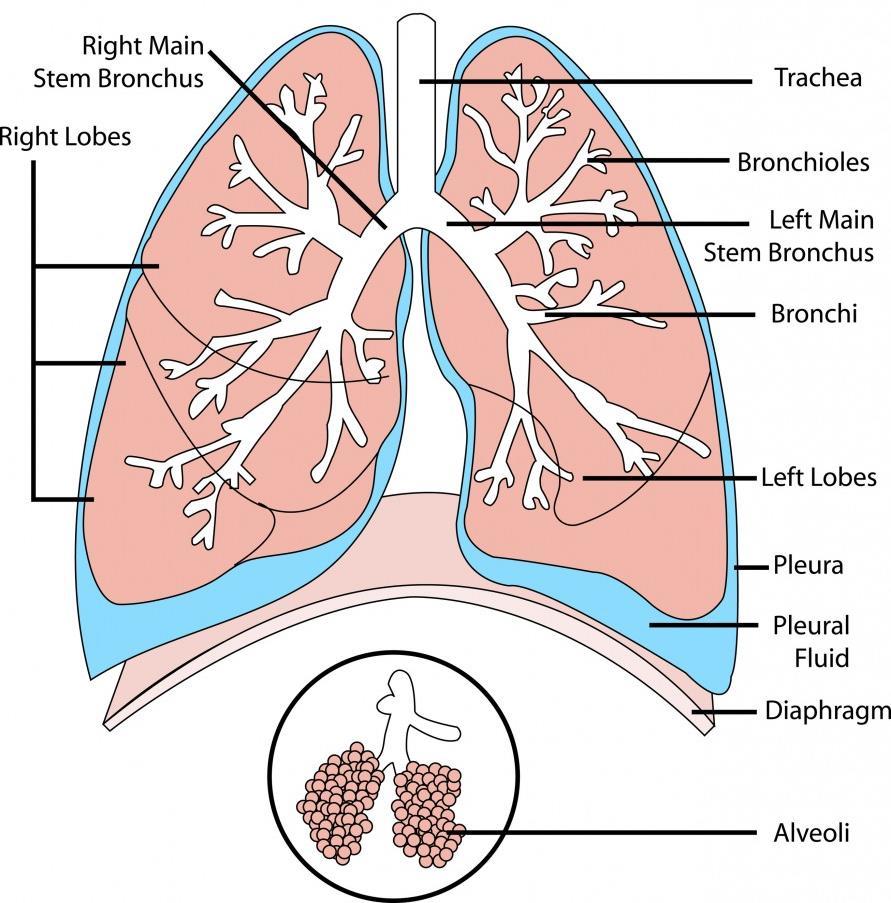 NOx, SOx turn to acid in the lungs Inhalation increases