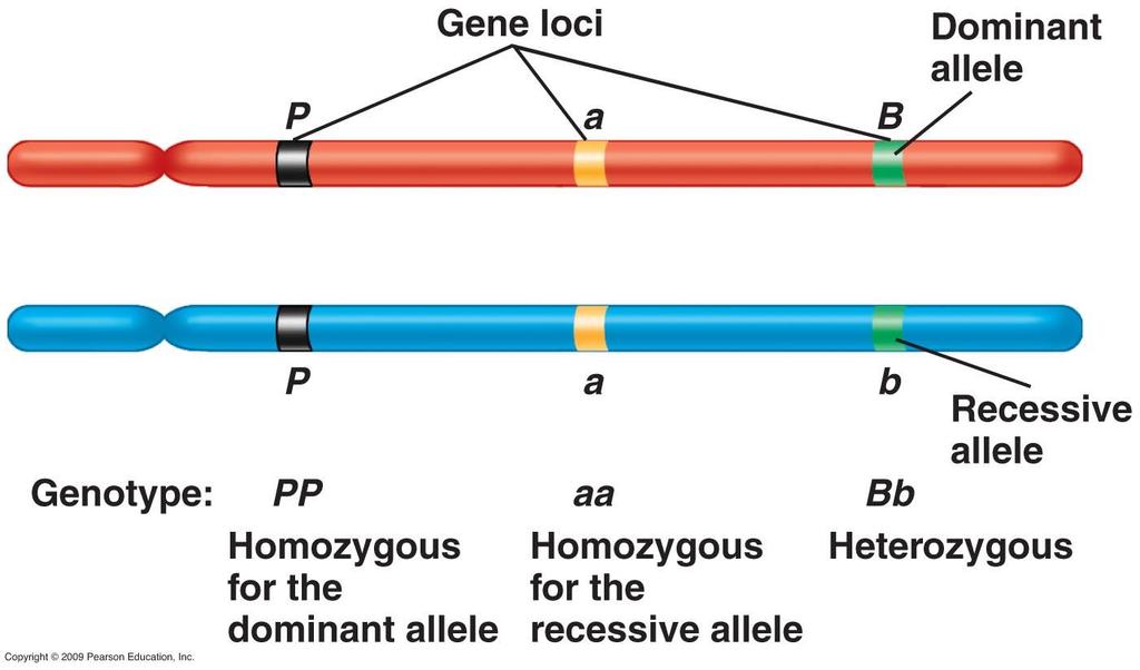 C. Homozygous dominant - has two dominant alleles (AA) D. Homozygous recessive - has two recessive alleles (aa) E. Heterozygote a.