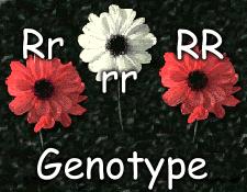 F. Genotype -