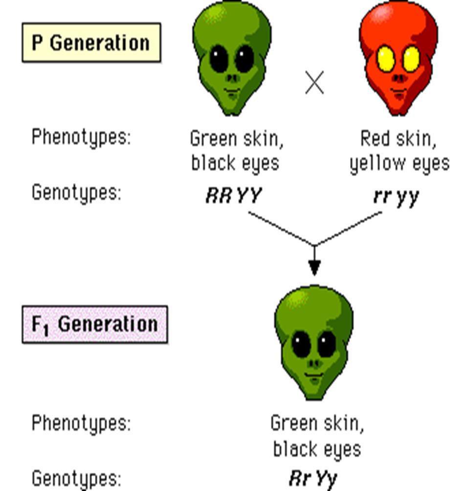Alien Dihybrid Cross Traits In Aliens, green skin is dominant to red skin and black eyes are dominant to yellow eyes.