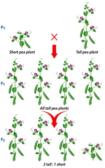 B. Mendel s Laws of Dominance a. In pea plant experiments, F 1 (first generation) resembled only one of the parents b.