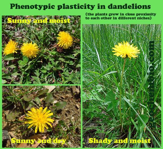 Dandelions are well known for showing variation in form when growing in