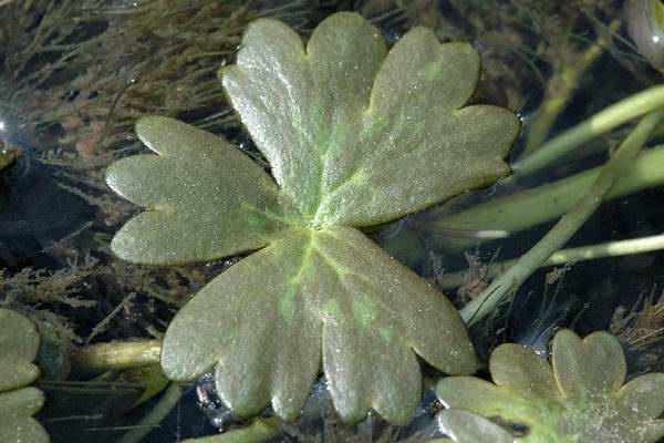 Ranunculus aquatilis Type of