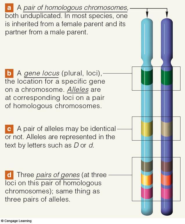 II. Modern Genetic Terms A.Genes a.