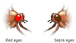 21) In a certain population of 1000 fruit flies, 640 have red eyes while the remainder have sepia eyes. The sepia eye trait is recessive to red eyes.