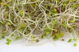 Sprouts 24 Prevent introduction of known or reasonably foreseeable hazards into or onto seeds or beans used for sprouting Avoid contaminated