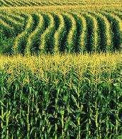 GMO Corn History 1988-1990 Bt Corn Borer 1997-1998 Herbicides + Bt 2003