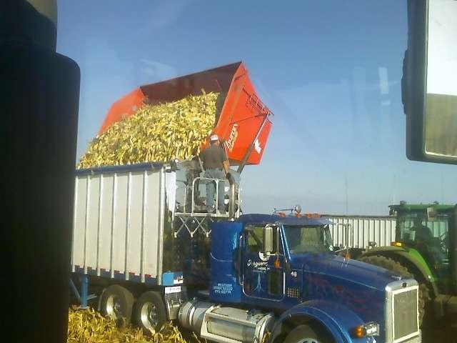 Corn Production-Terminator?