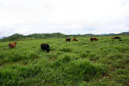 5-year rotational sequence initially proposed to enhance rice-beef production in the Plain of
