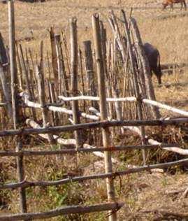 Lessons learnt from Validation process Main constraints to be: (ii) Fencing costs and maintenance Bamboo fence are not solid enough ; cattle can easily penetrate and destroy the forage plot ; if we