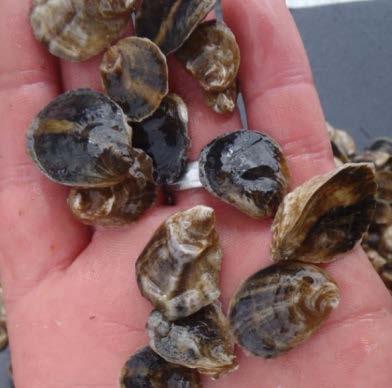 shellfish Habitat creation & restoration -