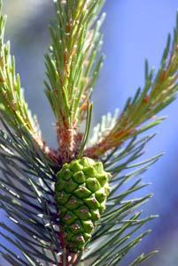 Anoplophora, Pine wood nematode New possible threats? 7.6.2016 9 HOW MUCH TECHNOLOGY DEVELOPMENT CAN HELP US? Vegetative propagation? Norway spruce Scots pine Gene technology?