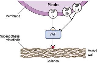 von Willebrand disease Deficiency or dysfunction of von Willebrand factor (vwf) Mediates initial platelet adhesion at sites