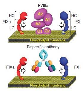 Novel approaches Emicizumab ( ACE 910, Hemlibra ) Bi-specific antibody Binds factors IX and X Similar to what fviii