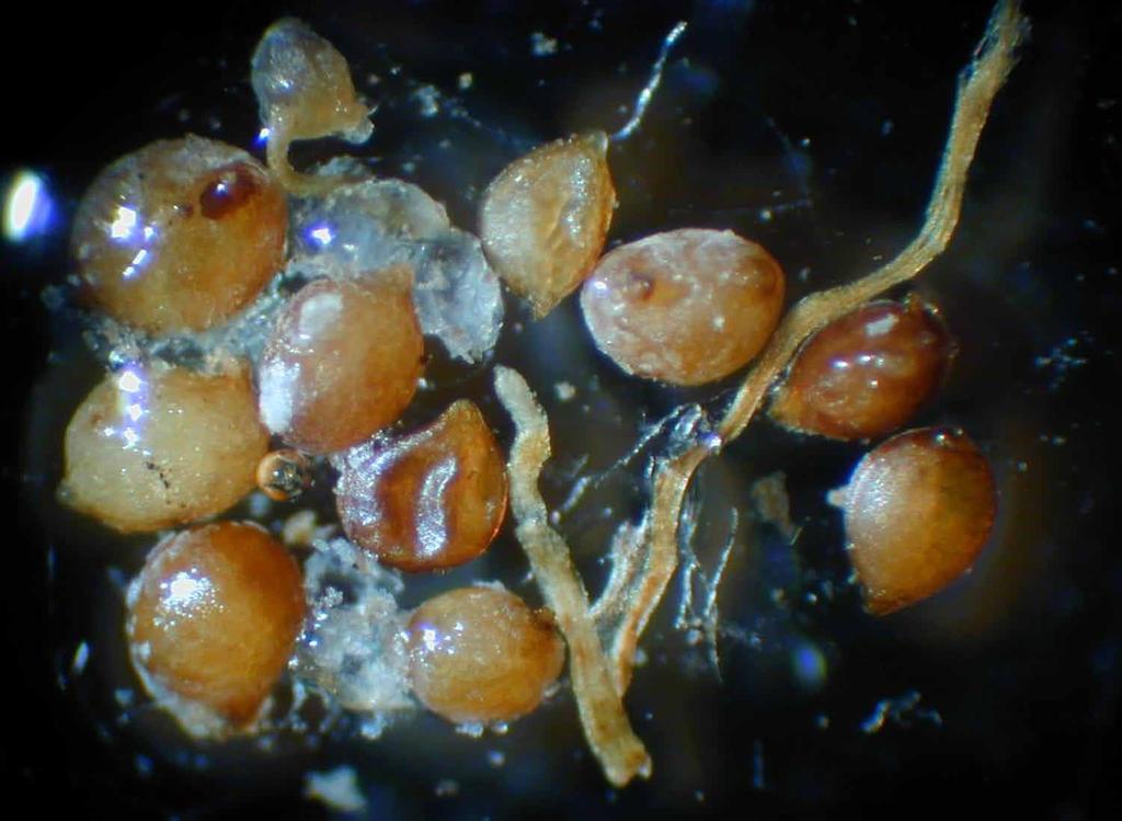 Soybean Cyst Nematode (21 day life cycle) Mature female