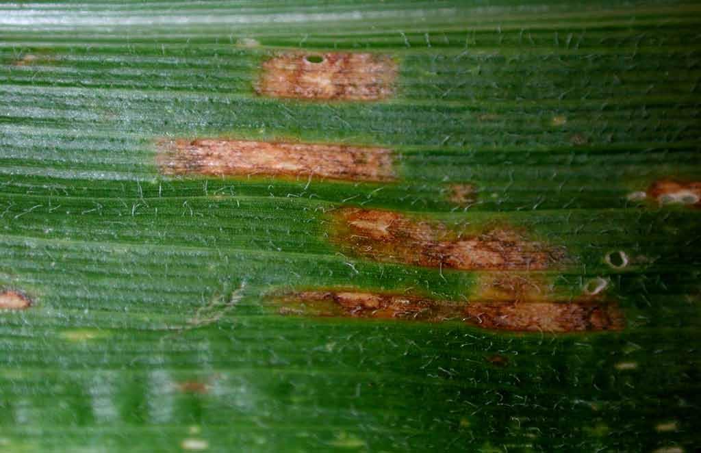 Early Lesion of Gray Leaf Spot