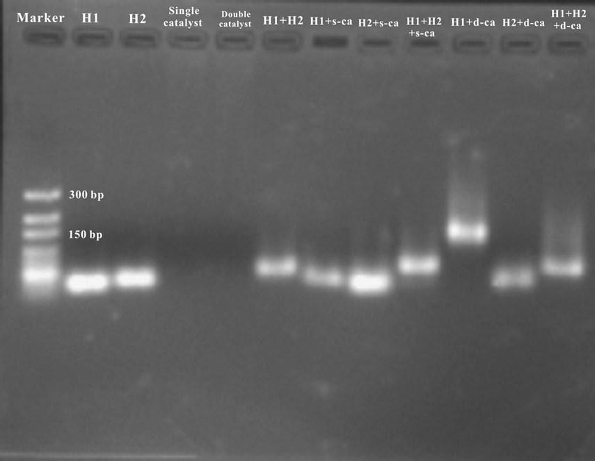 Fig. S5. The result of gel electrophoresis for DNA walker products. Fig. S6.