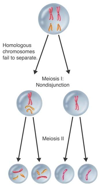 Chromosomal Mutations of Number Nondisjunction ( not coming apart ) is when chromosomes do not separate properly during meiosis 1 or 2.