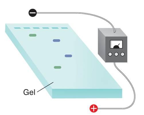 Gel electrophoresis is a process that separates proteins or DNA fragments according to size and charge.