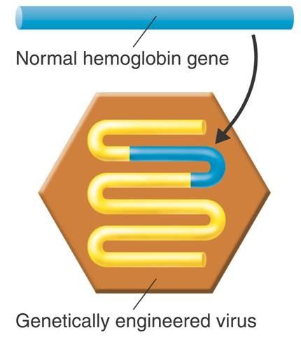 Gene Therapy Gene therapy is the replacement of a missing or Cut with restriction enzymes mutated, disease causing gene with a good gene.