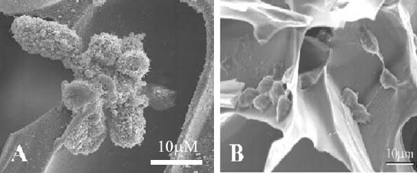 In Vitro Studies of Chitosan Composite Scaffolds 3 day