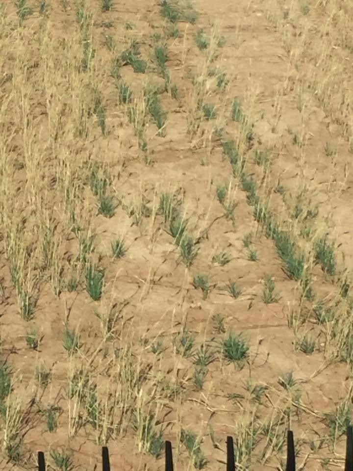 2018 Yield 7 bu/ac Never received enough moisture