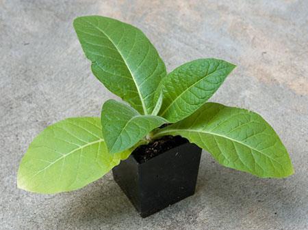 The first GM plant was a tobacco plant engineered for