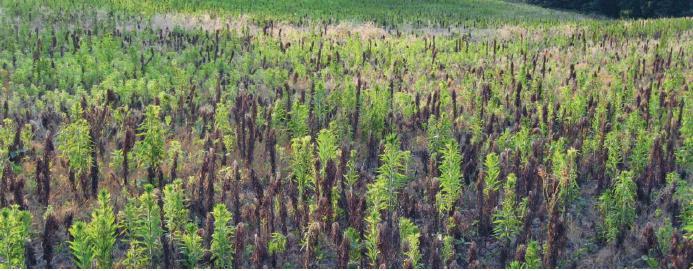 Glyphosate-resistant horseweed in