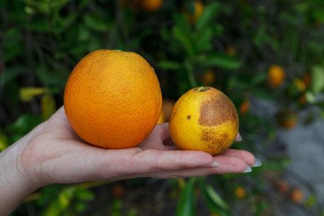 Potential GM application: Resistance to citrus greening disease A