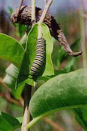 Nature 399:214 In a laboratory study, Monarch butterfly larvae feeding on milkweed leaves