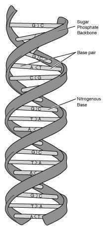 A gene is a DNA segment that encodes a specific protein that