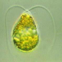 Dunaliella salina algae PRODUCER OF BETA-CAROTENE AND