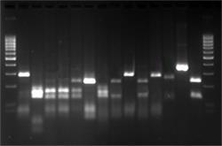INTERPRETATION OF RESULTS The analysis of amplification products is performed by horizontal electrophoresis in low EEO-agarose gels (e.g. MB Agarose, Ref. 20.011). Band visualisation is improved in 1.