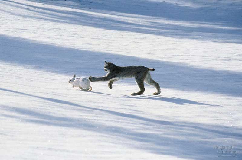 numbers Population Cycles Occur due to predator prey interactions As # of hare increases there is more food for the lynx so